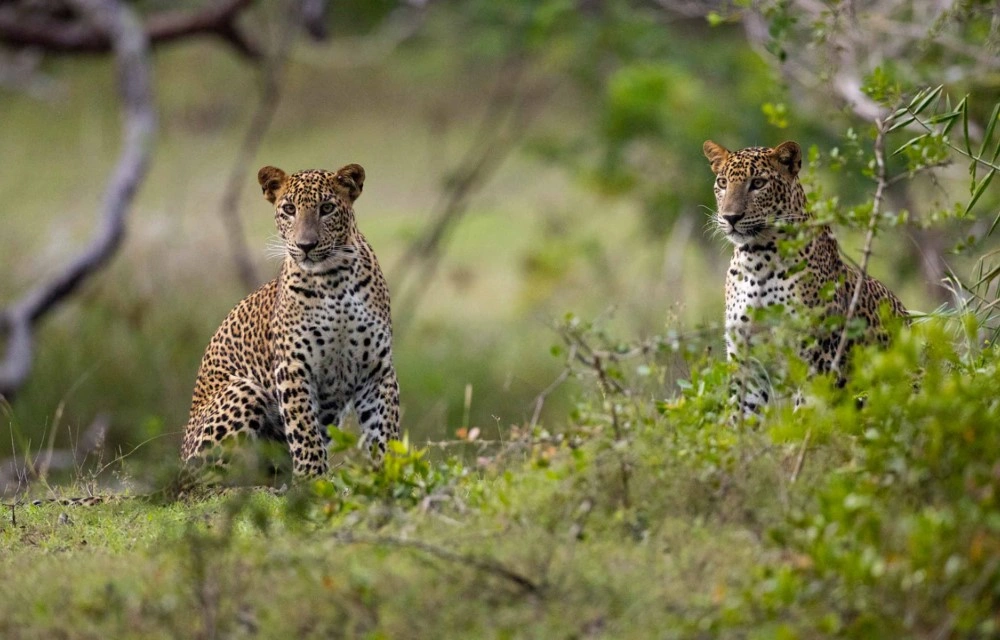 Wilpattu National Park in Wilpattu Pictures